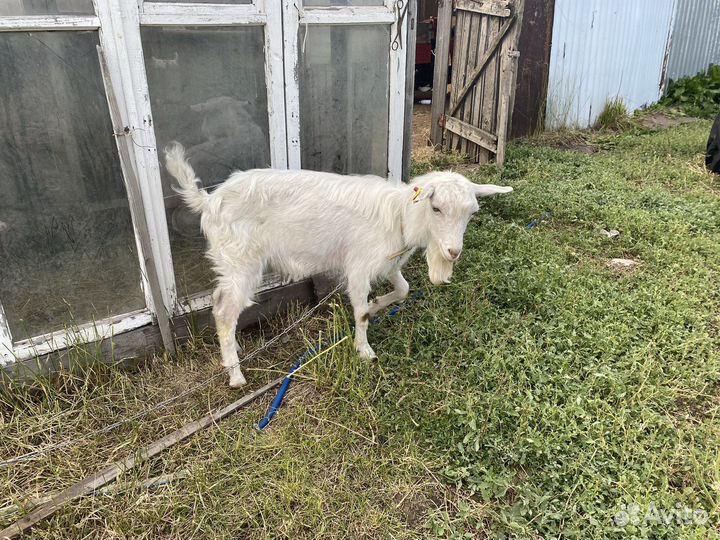 Коза и козел