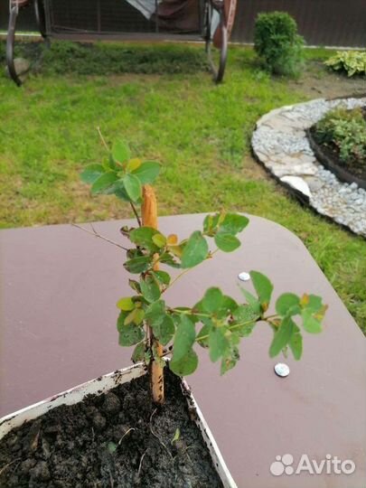 Снежноягодник белый