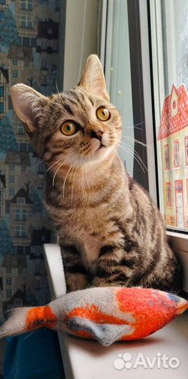 Шотландий клубный скоттиш-страйт котик