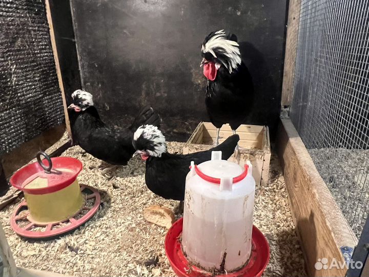 Домашняя птица