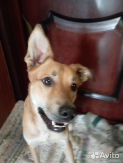 Собака в добрые руки