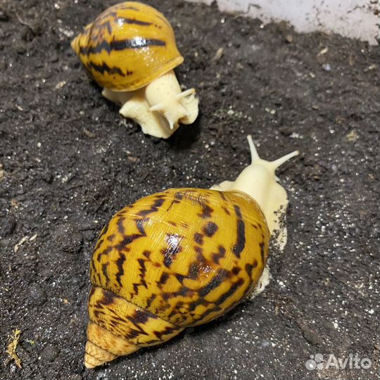 Ахатина Ахатина Альбино (тигр)