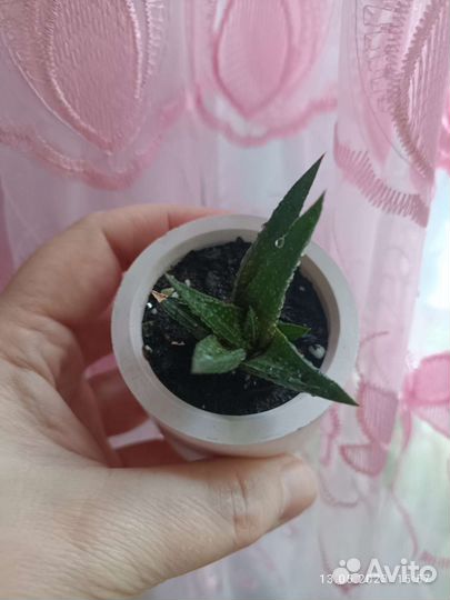 Суккуленты