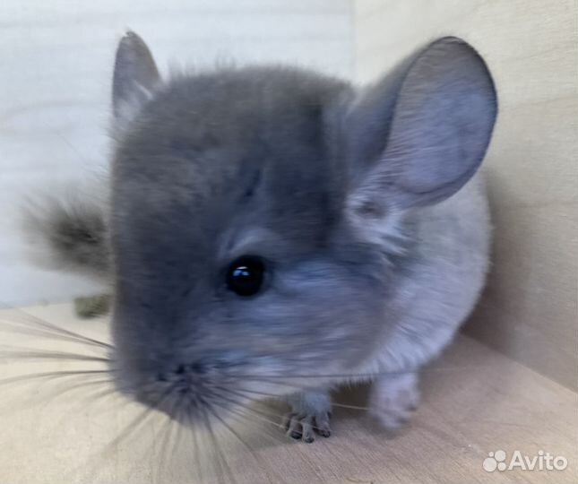 Бронь Шиншиллы фиолетовые носители ангоры