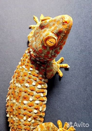 Гекконы токи (Gekko gekko)