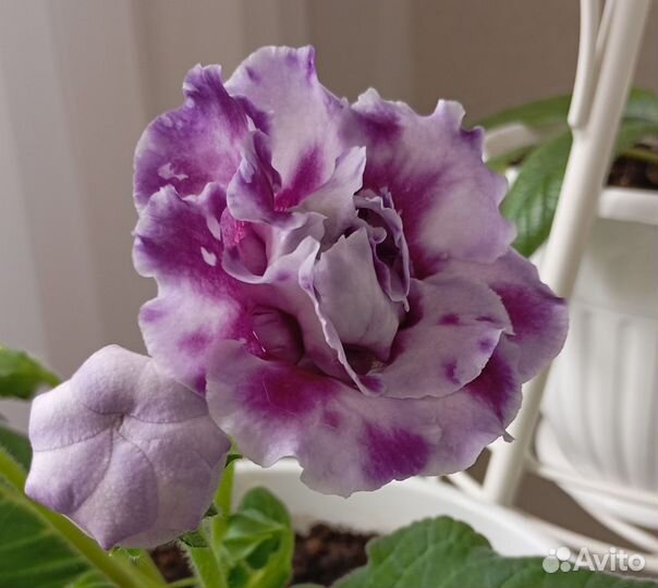 Глоксиния лист