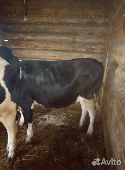 Телка, бык, корова