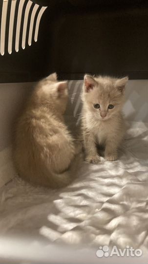Котята в добрые руки бесплатно