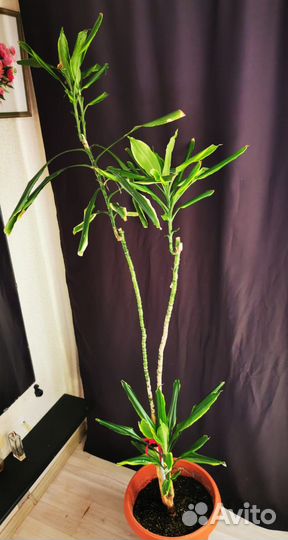 Продам цветы