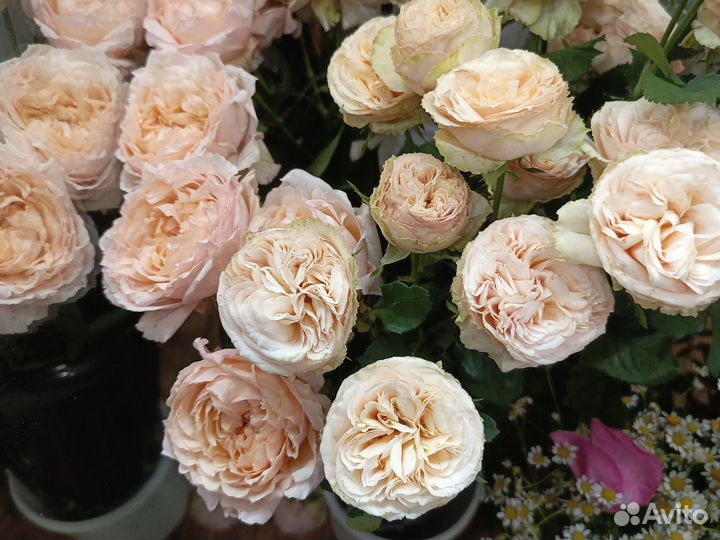 Свежие цветы