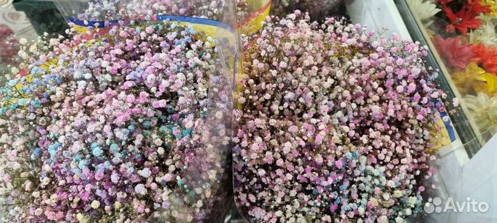 Гипсофила Радужная