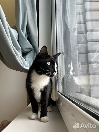 Кошки в добрые руки