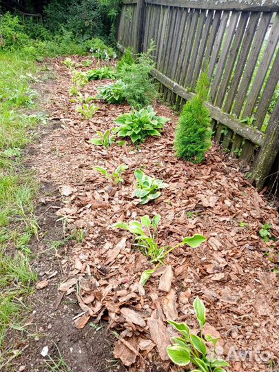 Кора сосны мульча