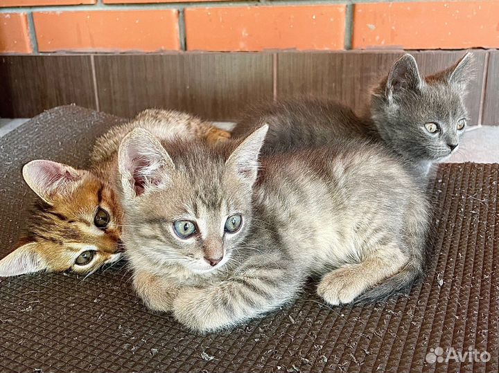 Котёнок, мальчики