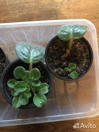 Фиалка листики укоркненные