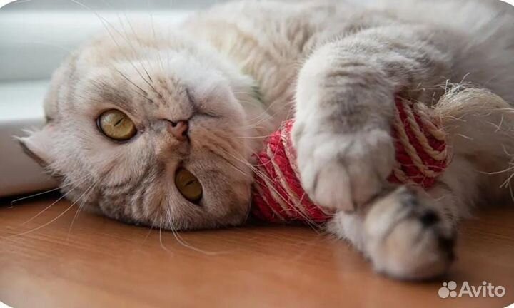 Шотландская вислоухая кошка