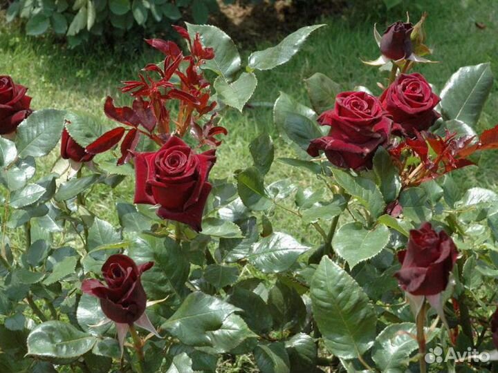 Розы флорибунда