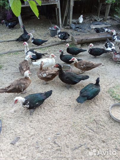 Домашние животные