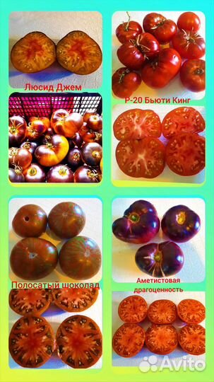 Семена вкуснейших коллекционных томатов