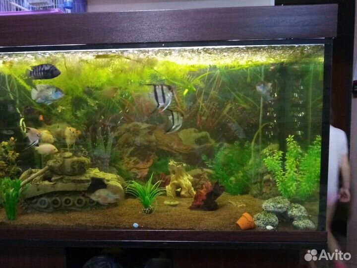 Аквариум