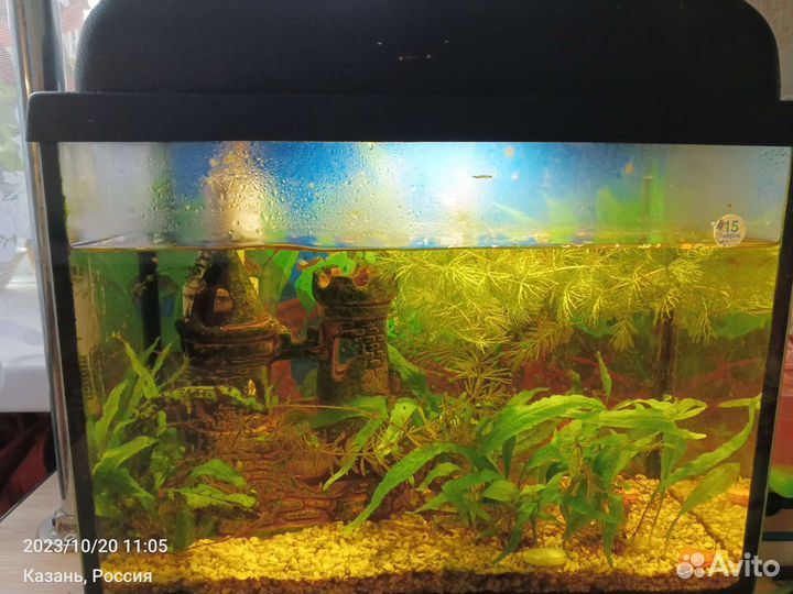 Аквариум с рыбками