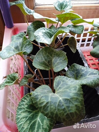 Гибискус махровый, цикламен