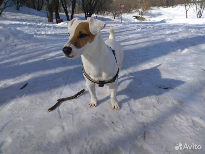 Кобель Джек Рассел терьера (вязка)