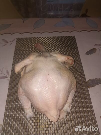 Курица домашняя бройлер