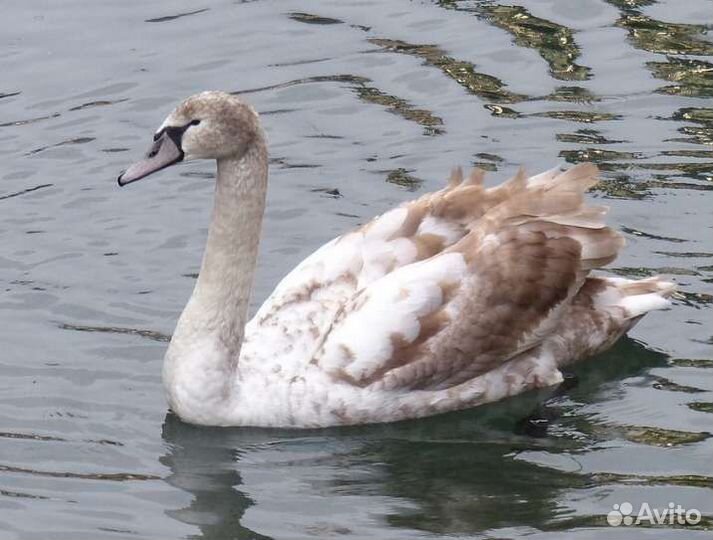 Лебеди - шипуны, черные лебеди