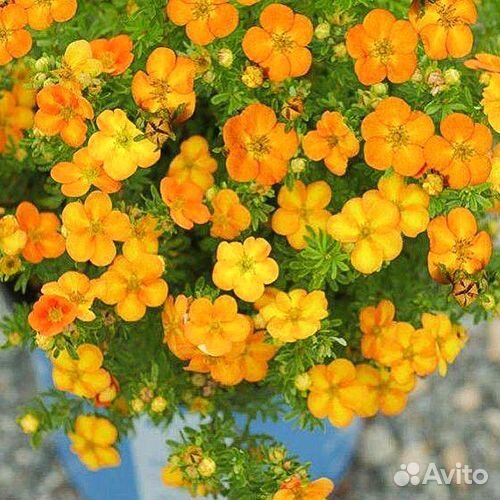 Лапчатка кустарниковая