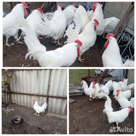 Петухи породистые шелковистые