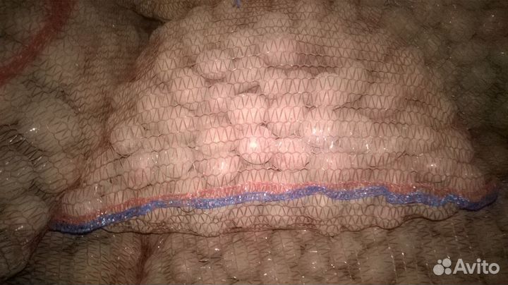 Семенной картофель Ред Скарлет