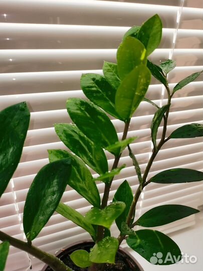 Замиокулькас (долларовое дерево)