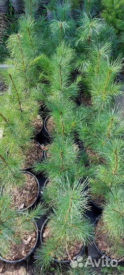 Саженцы кедра