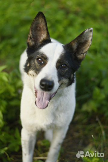 Маленькая собачка Эльза ищет семью