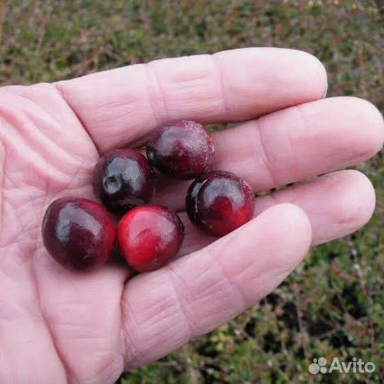 Брусника клюква