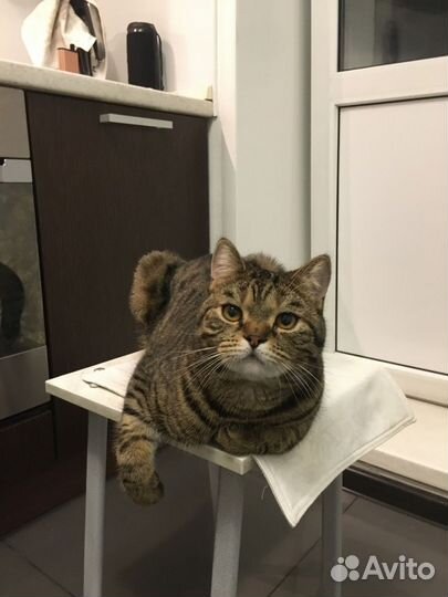 Британский кот