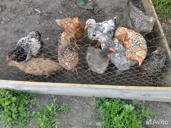 Продам подрощеных цеплят