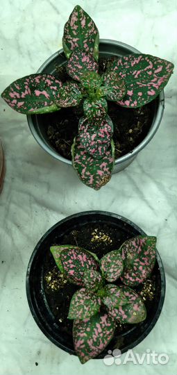 Гипоэстес, Пилея Мун Валей комнатные цветы