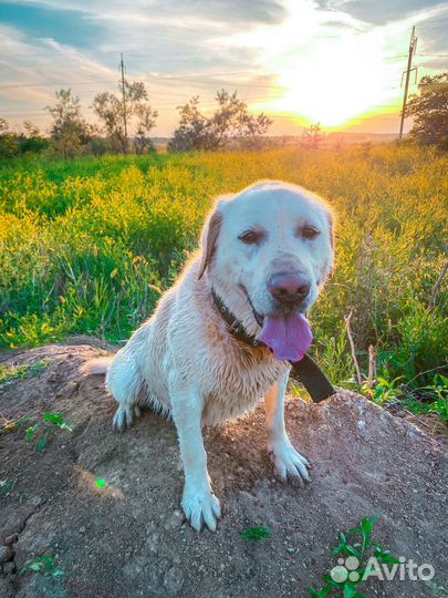 Лабрадор для вязки
