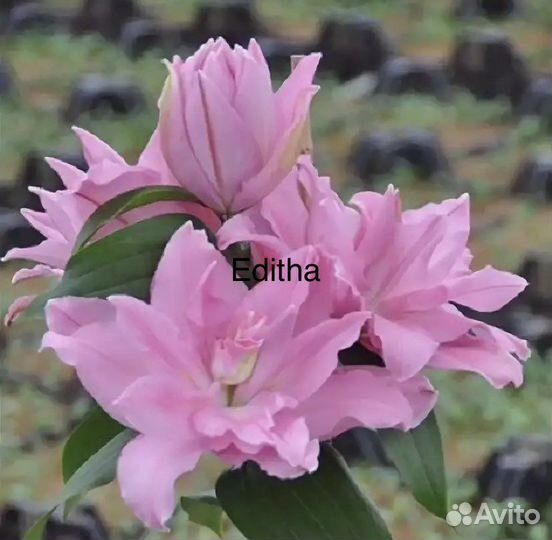 Лилии