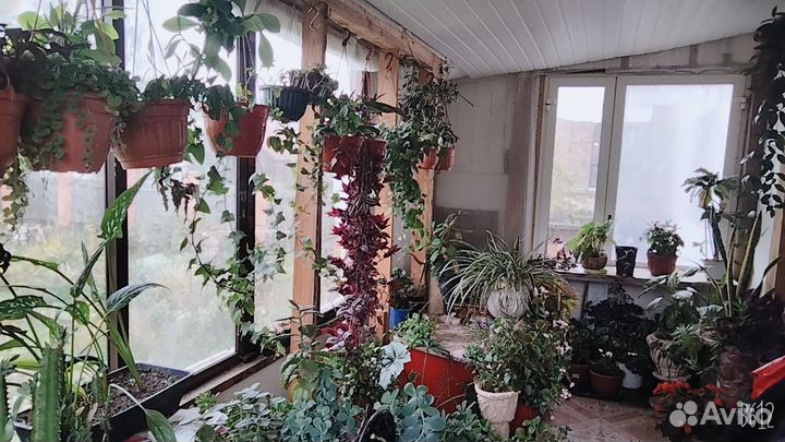 Очень большое кол-во домашних растений