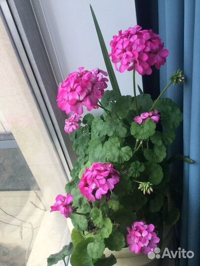 Пеларгония герань
