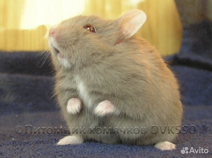 Хомячок с белым галстучком и носочками