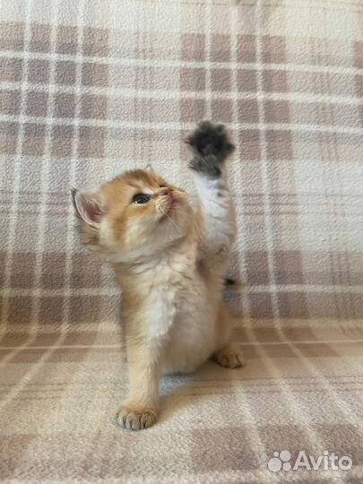 Котята британской золотой шиншиллы