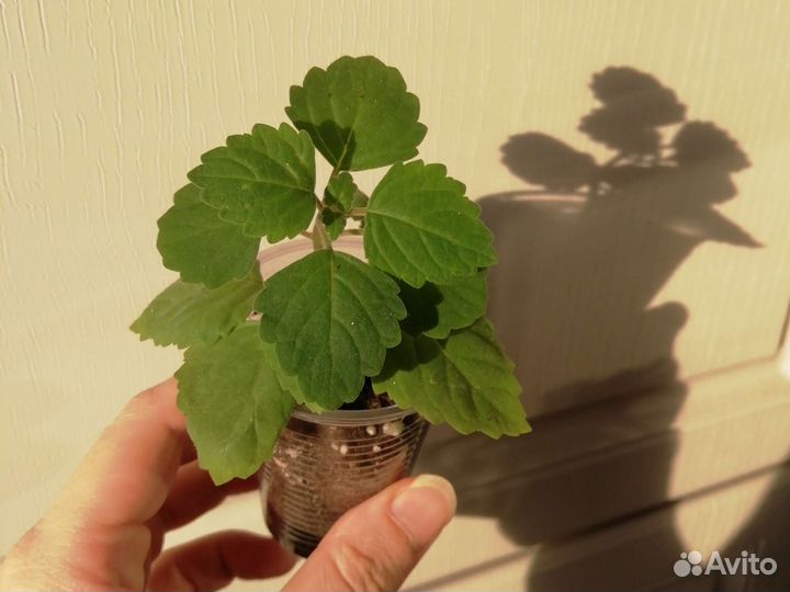 Плектрантус каудексный