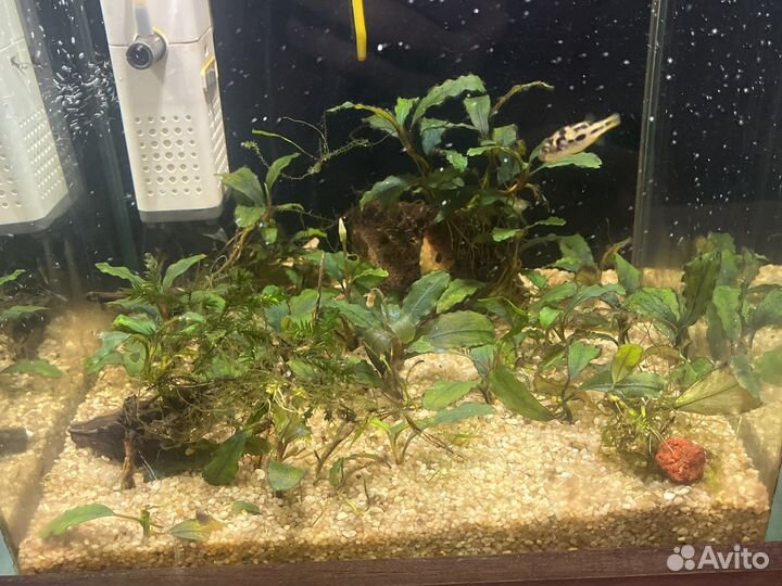 Буцефаландры