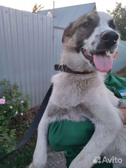 Щенок-подросток (стерил)