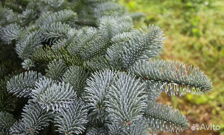 Лапник еловый