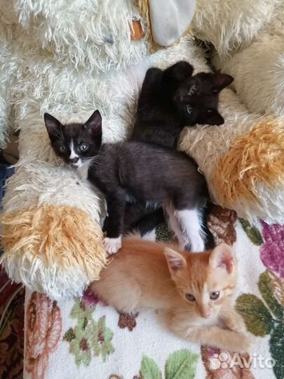 Анатолийские котята в добрые руки